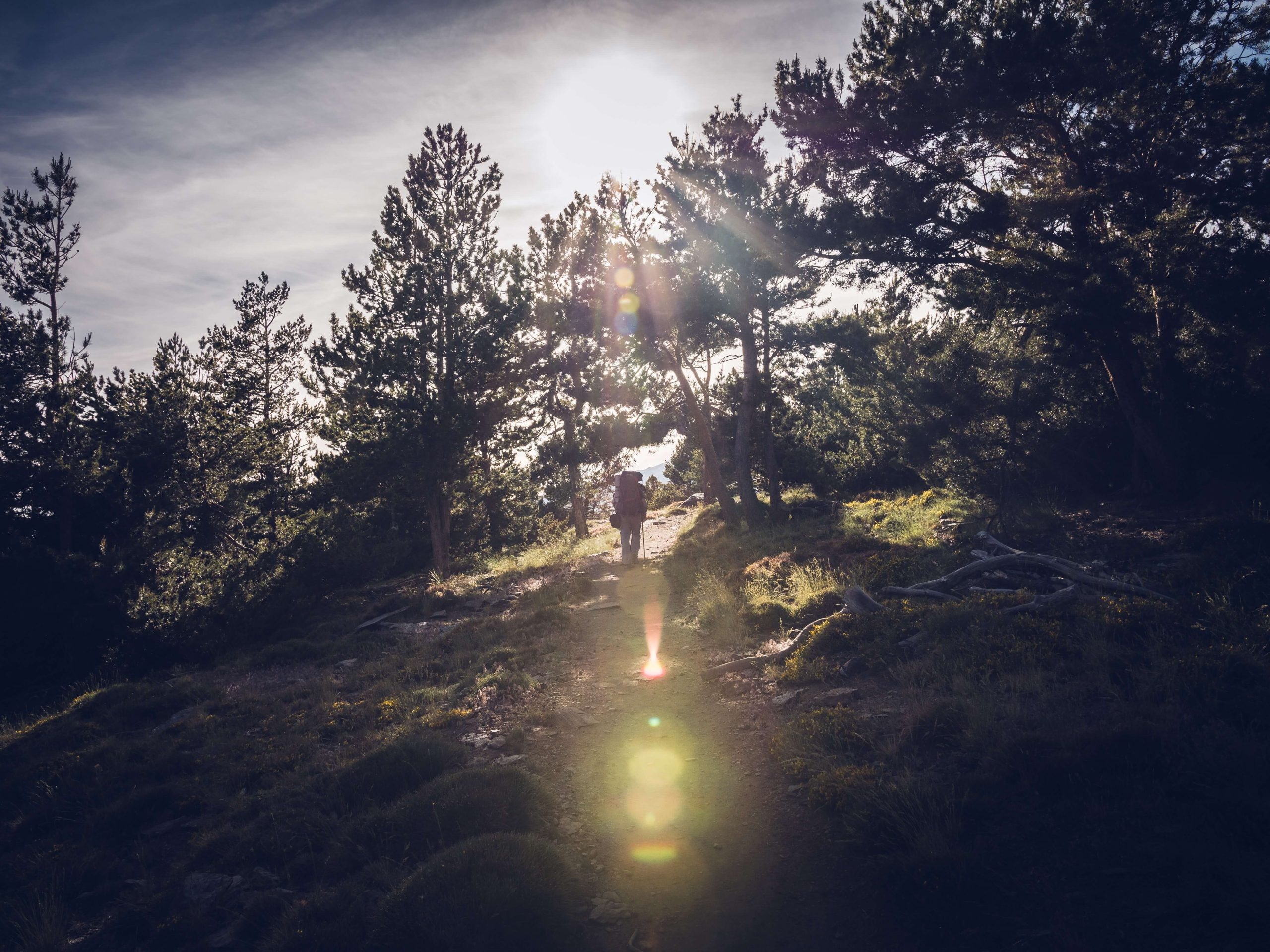 A figure walking a woodland path towards bright sunlight breaking through the trees.