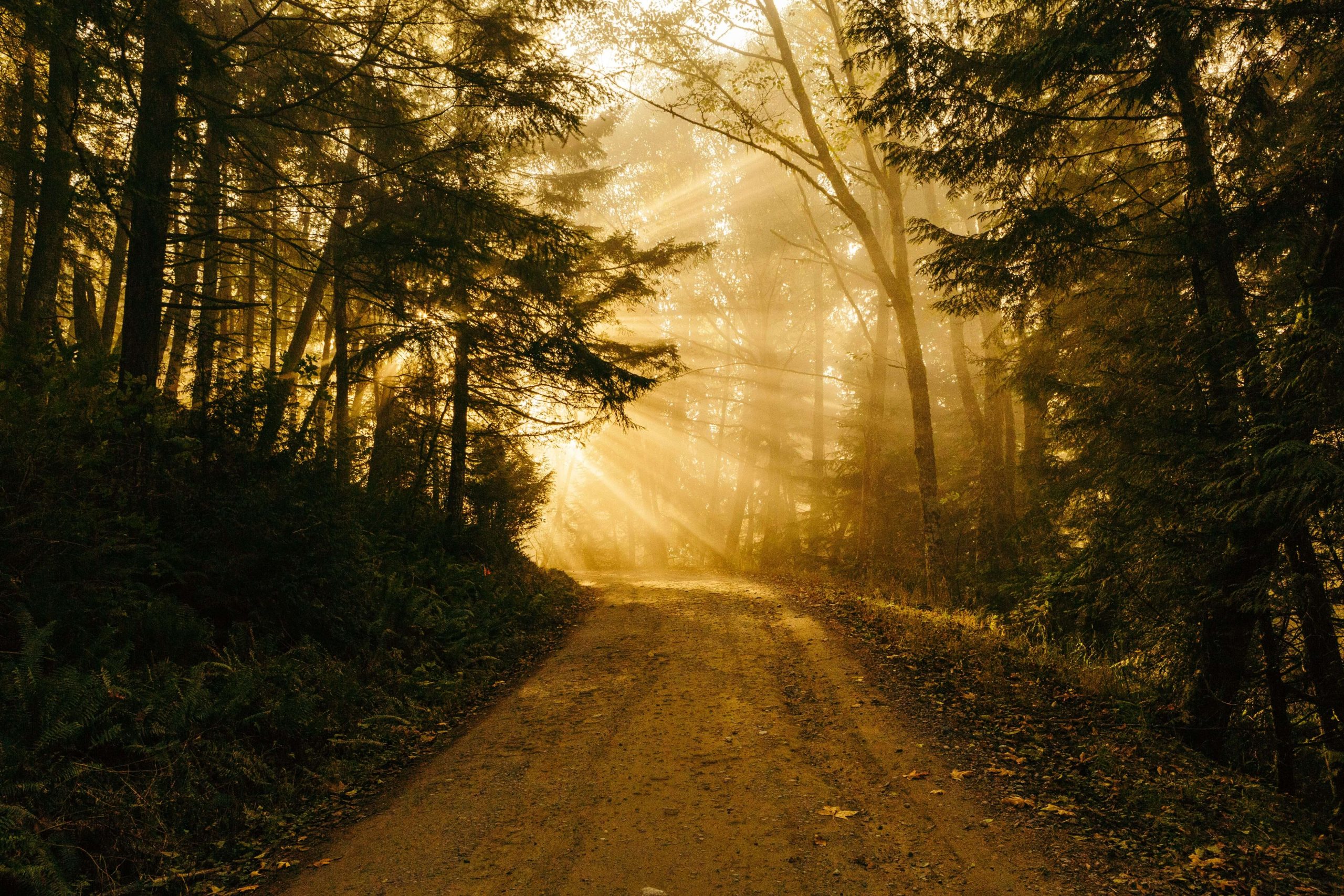 A dirt track running through woodland with sunlight streaming between the trees.