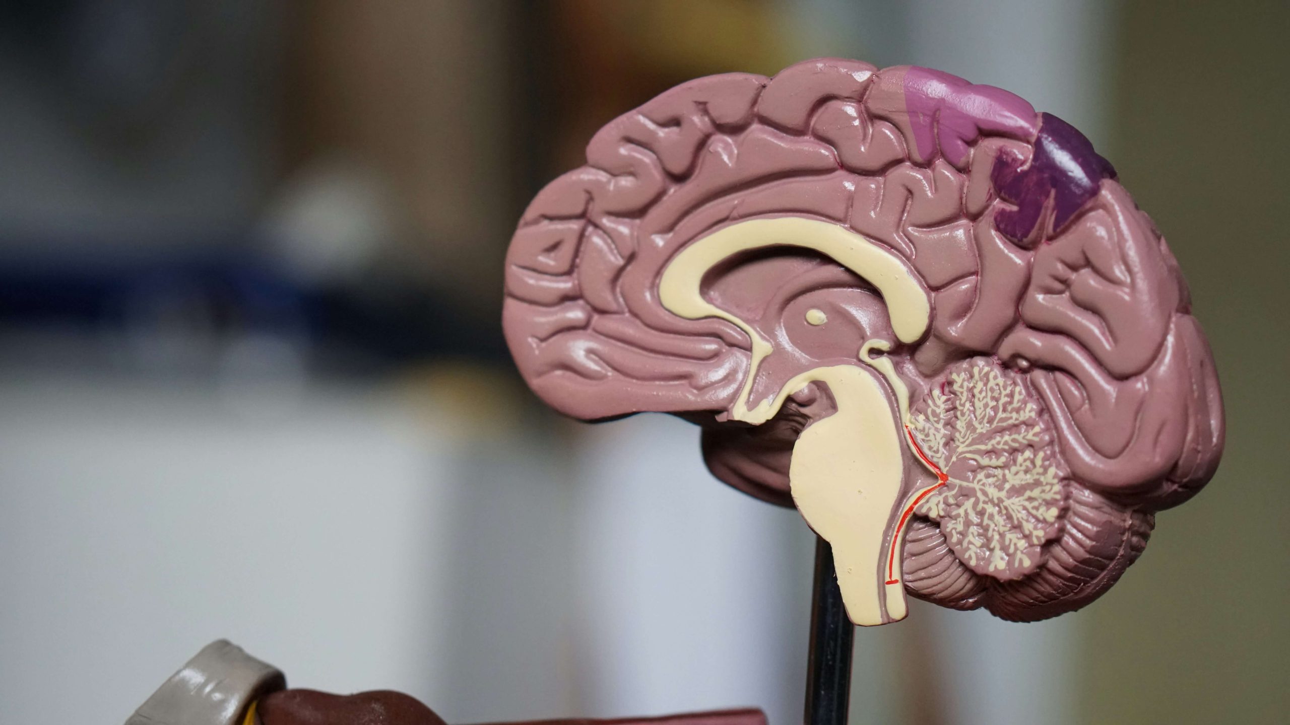 How Trauma Impacts the Brain (a.k.a The Best Explanation of Developmental Trauma/Reactive Attachment Disorder)